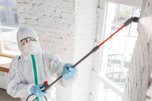 Best Basement Mold Removal  in Eureka, MO